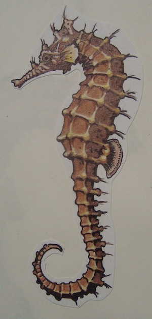 seahorse