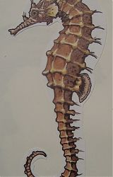 seahorse