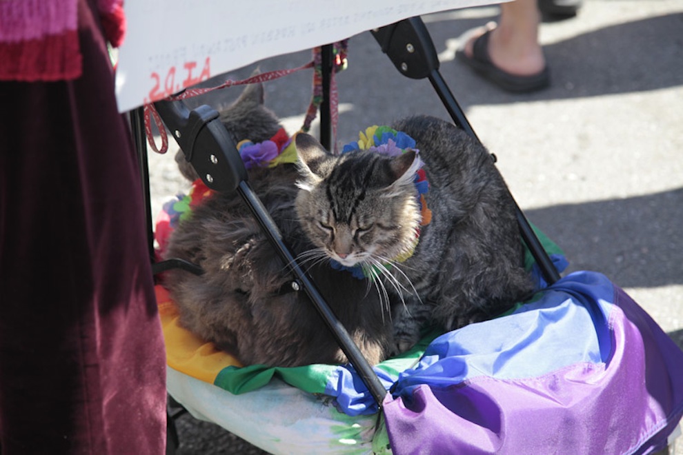 gay cat