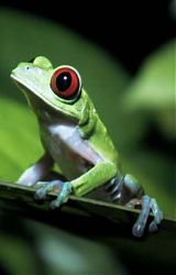 frog